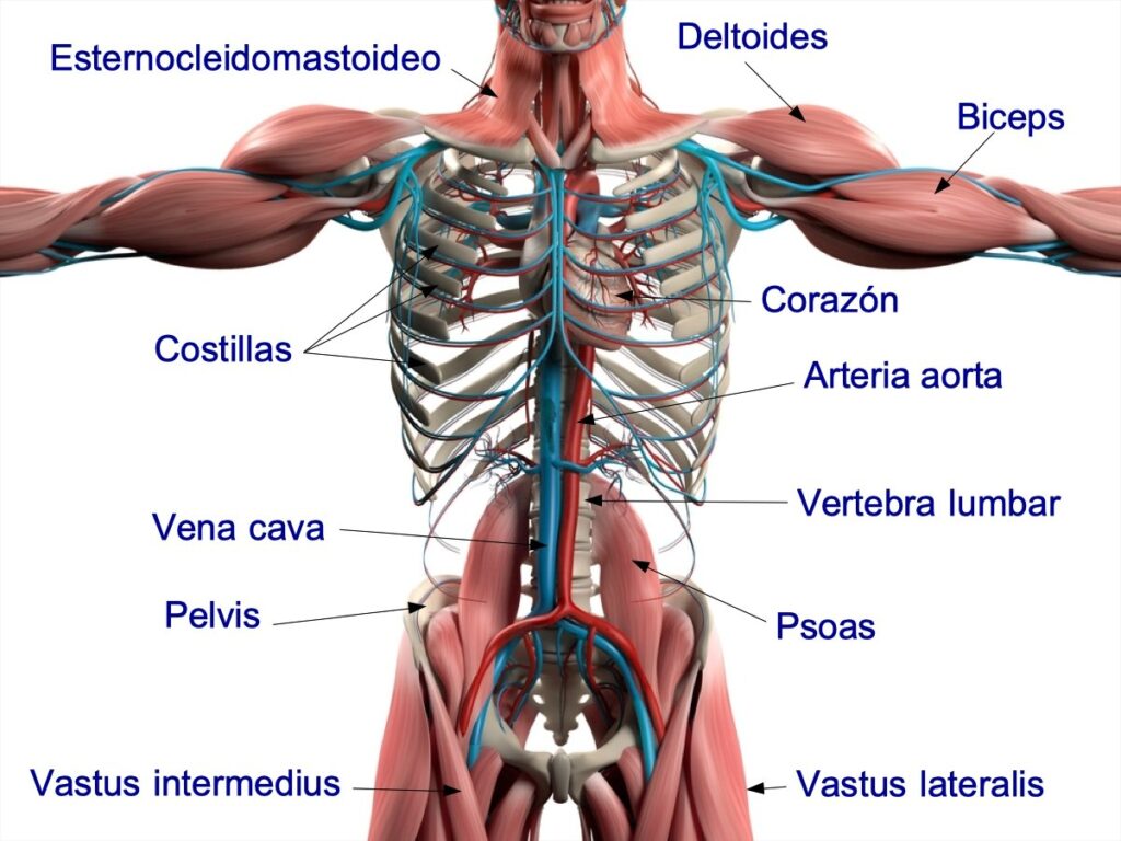 Descubre el significado anatómico: Todo sobre la anatomía humana ...